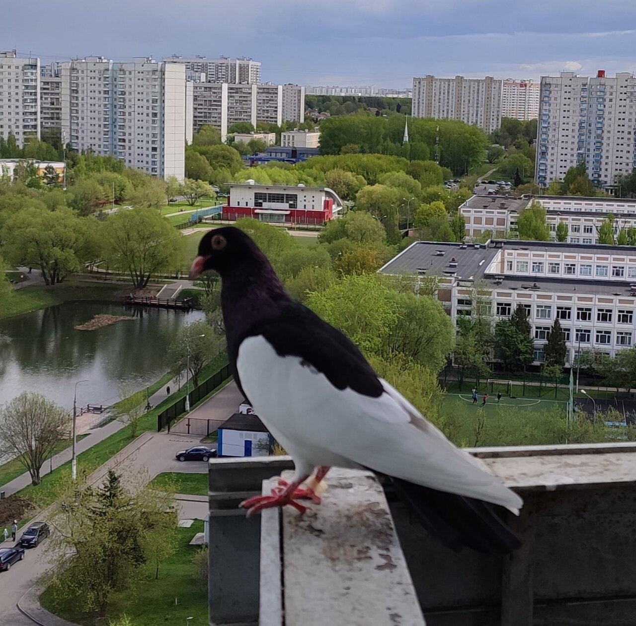 Голубь не хочет улетать из квартиры | Солнцево на Раёнзе