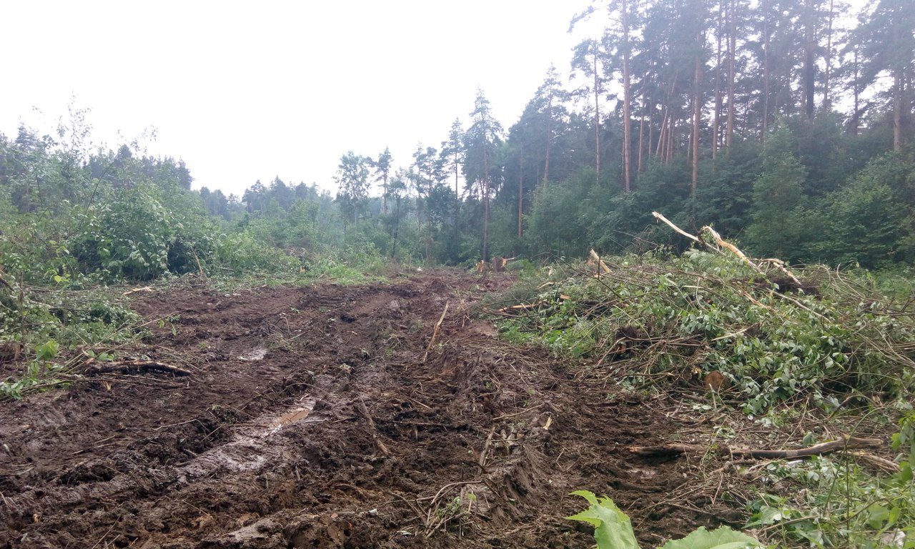 Другие сели в лесах. В Бутово вырубают лес. Деревня Бобровское. Восточное Бутово вырубка леса фото.