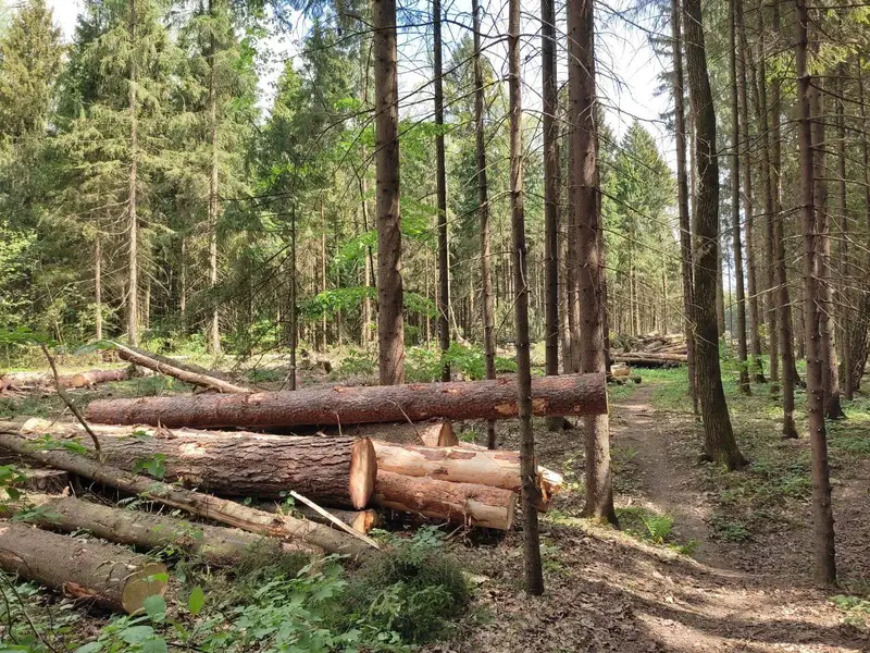 Электродепо Ильинское - вырубка леса 3