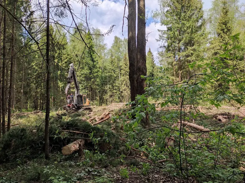 Электродепо Ильинское - вырубка леса 2