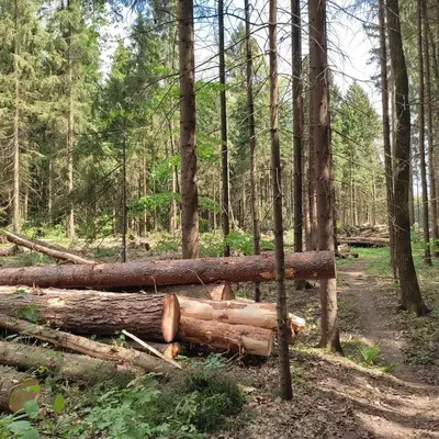 Электродепо Ильинское - вырубка леса 3