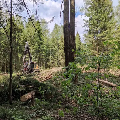 Электродепо Ильинское - вырубка леса 2