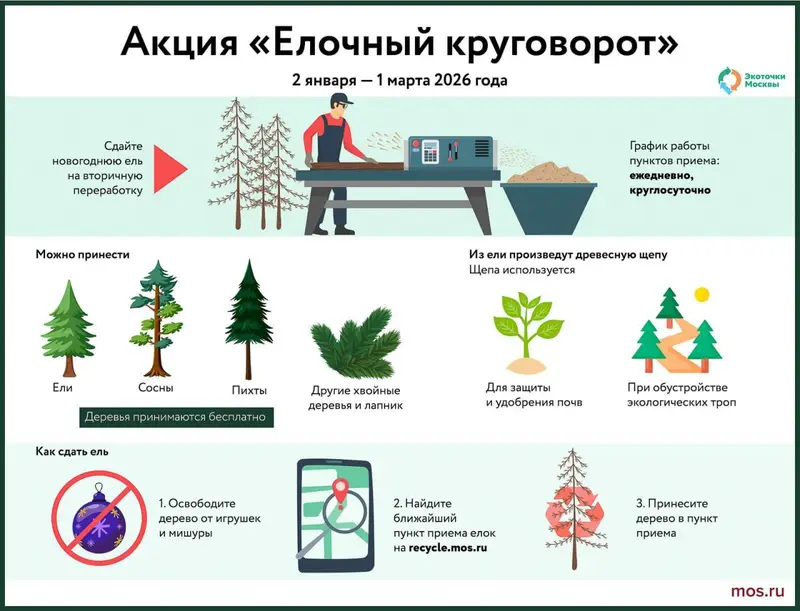 Куда сдать елку: Все 175 точек приема новогодних деревьев на переработку