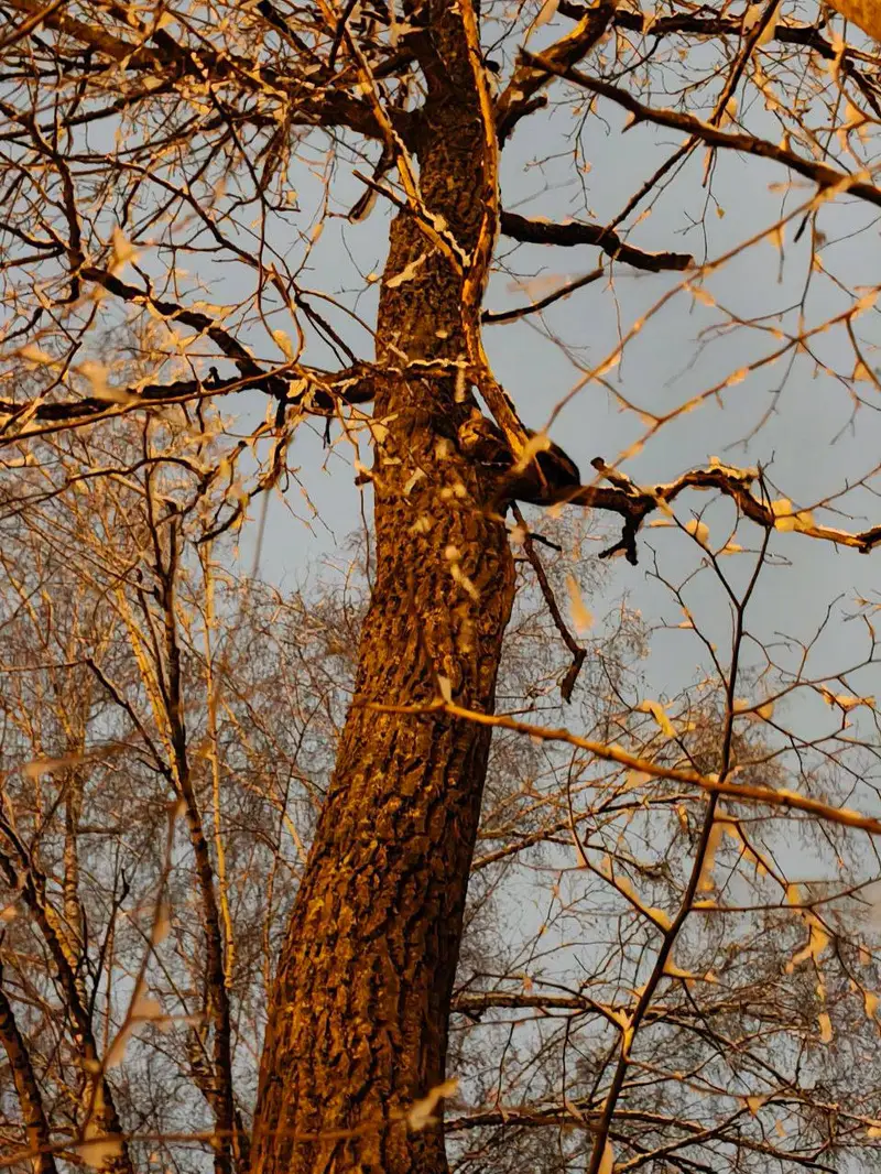 Кошка на дереве в Троицке