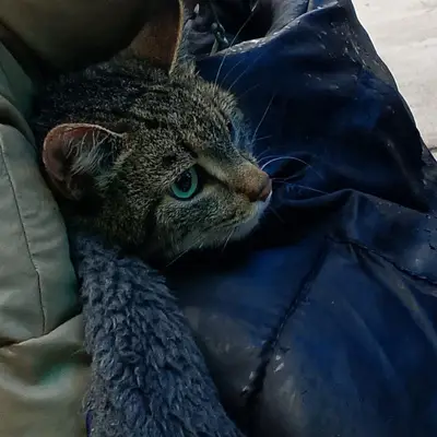 Спасенная кошка из Троицка