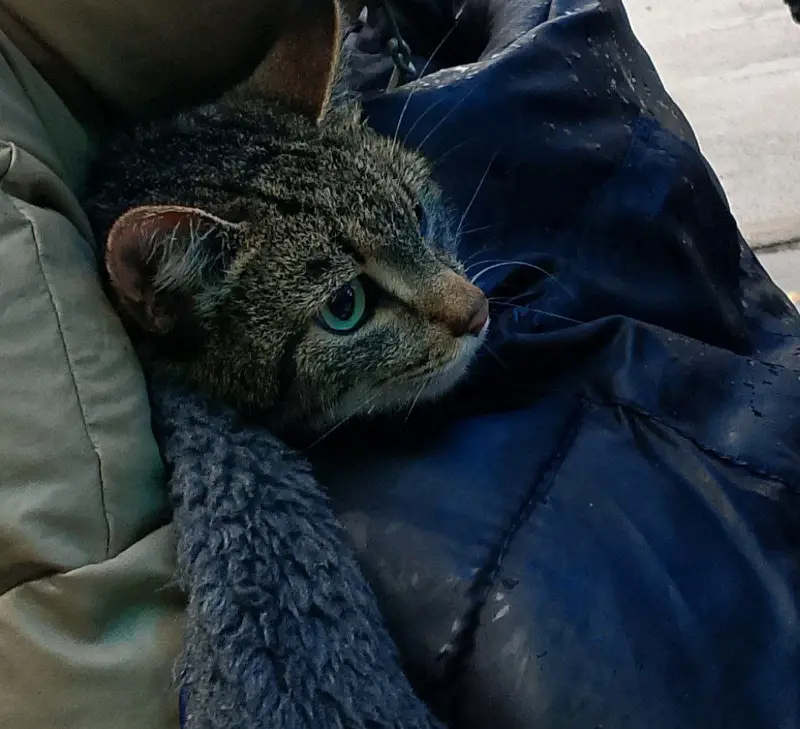 Кошку, просидевшую на дереве 6 дней, спасли в Троицке