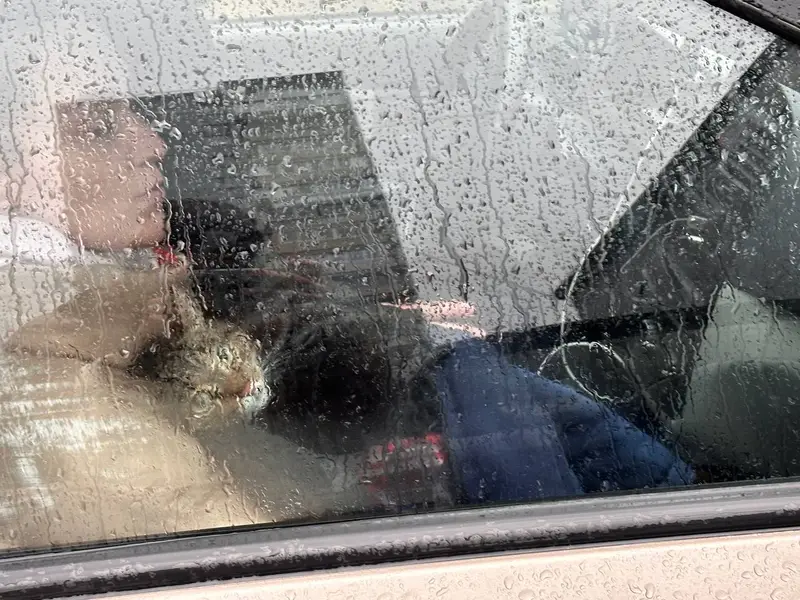 Спасенная кошка из Троицка едет в ветклинику