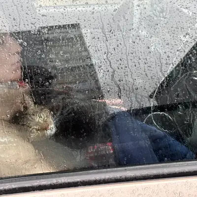 Спасенная кошка из Троицка едет в ветклинику