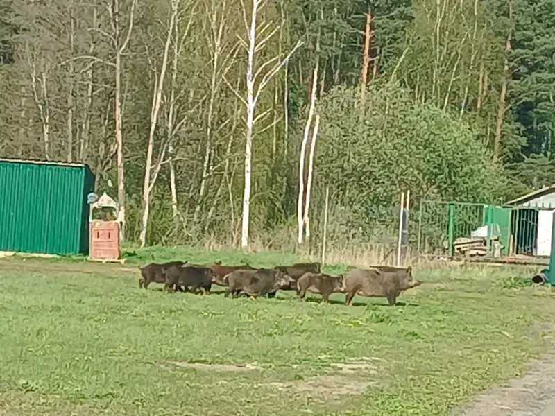 Дикие кабаны выходят к людям в Московской области