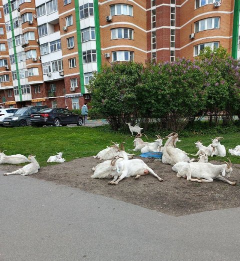 Бутовские козы
