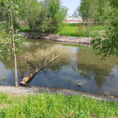 Деревья поваленные бобрами