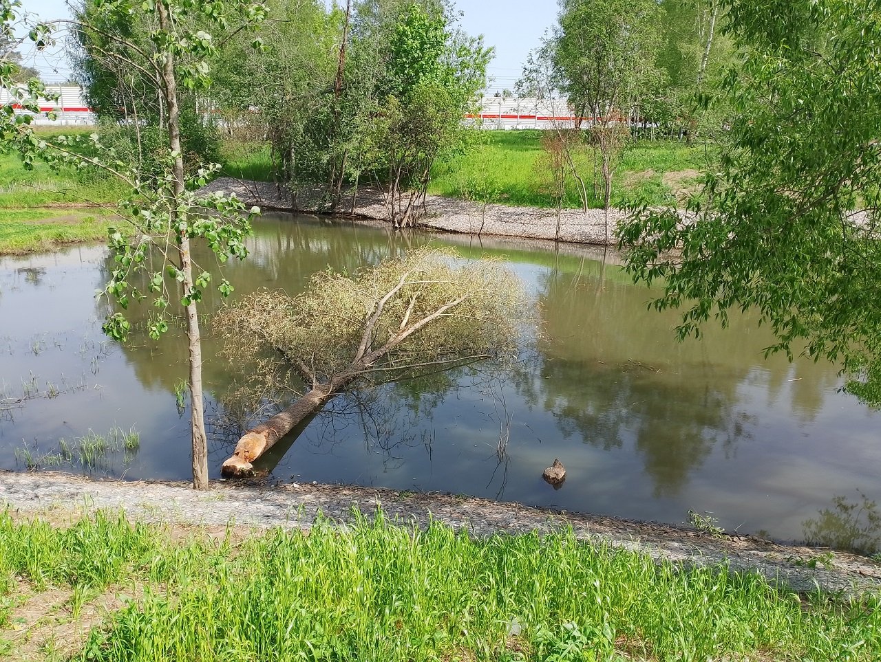 Деревья поваленные бобрами
