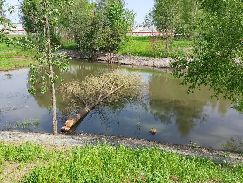 Бобры грызут и валят деревья в Ново-Переделкино