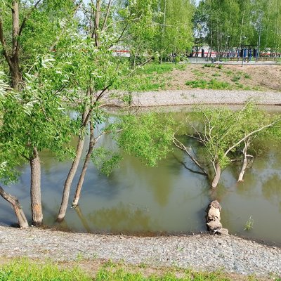 Деревья поваленные бобрами