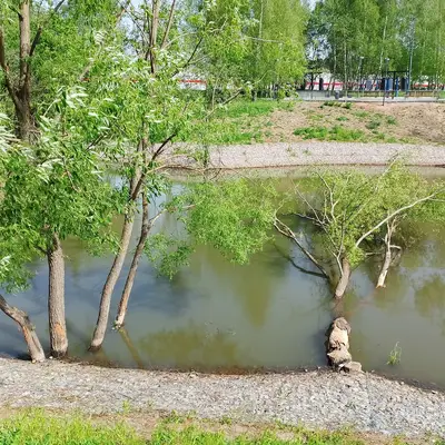 Деревья поваленные бобрами
