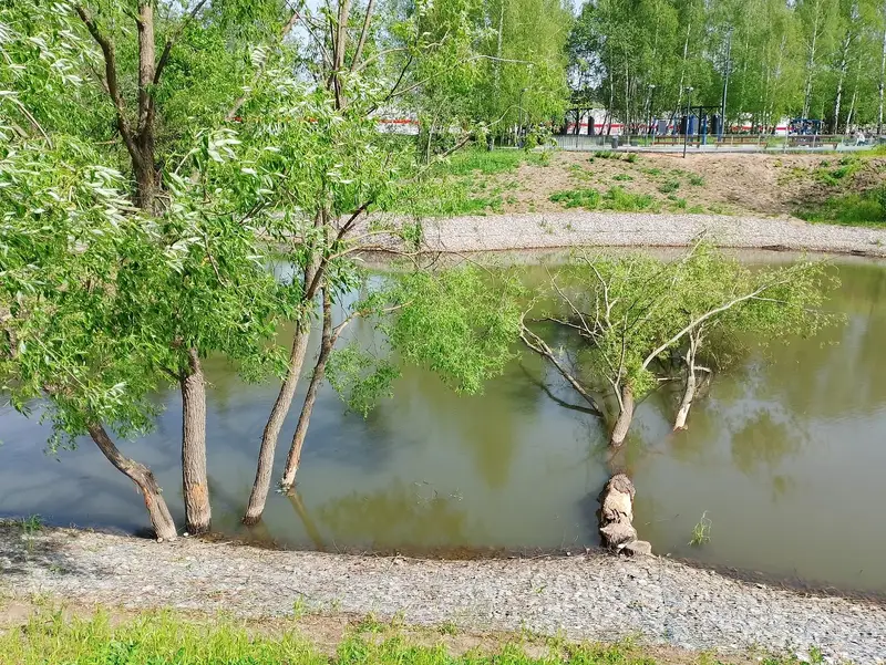 Деревья поваленные бобрами