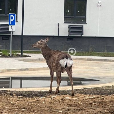 Косули в Одинцово