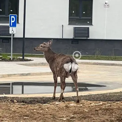 Косули в Одинцово
