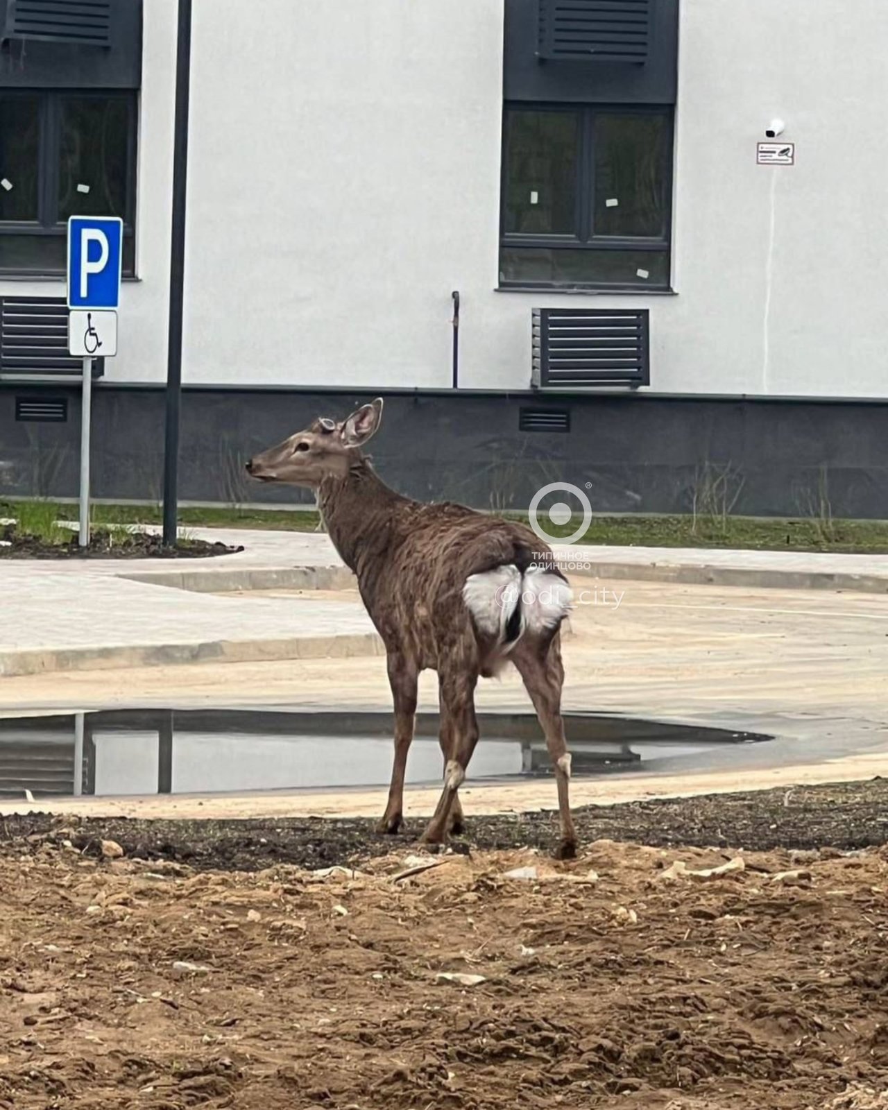 Косули в Одинцово