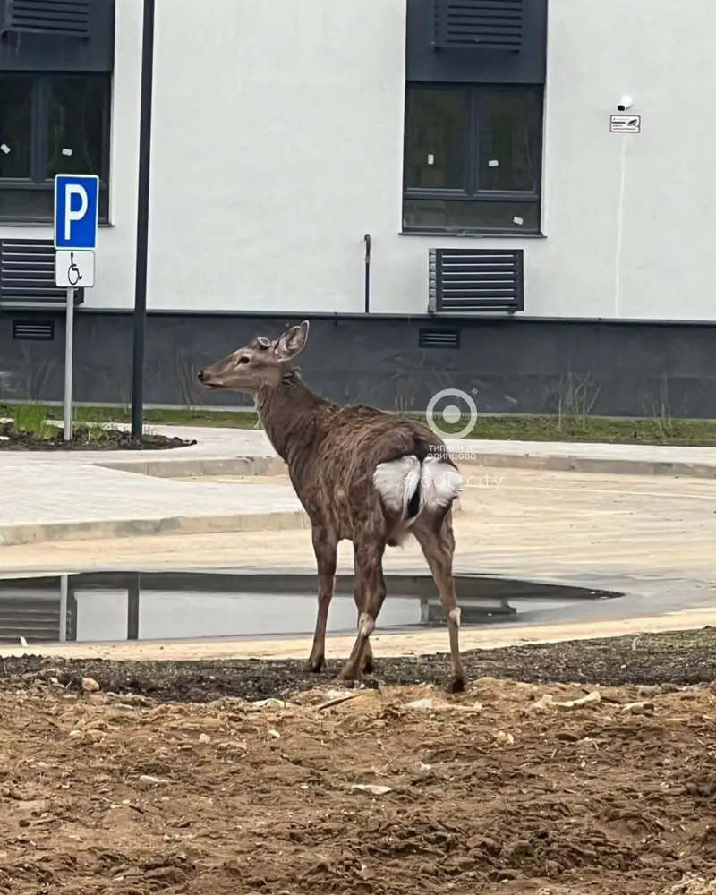 Косули в Одинцово