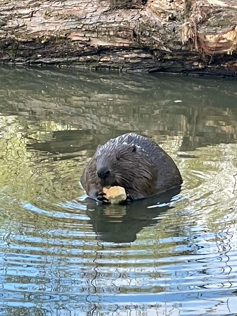 Что устроили бобры в Ново-Переделкино