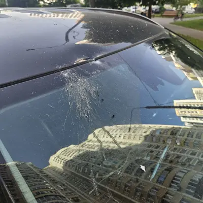 Домашние опята повердили автомобиль в СП