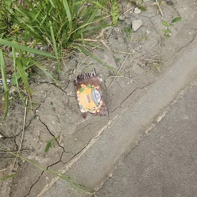 Домашние опята упали на машину