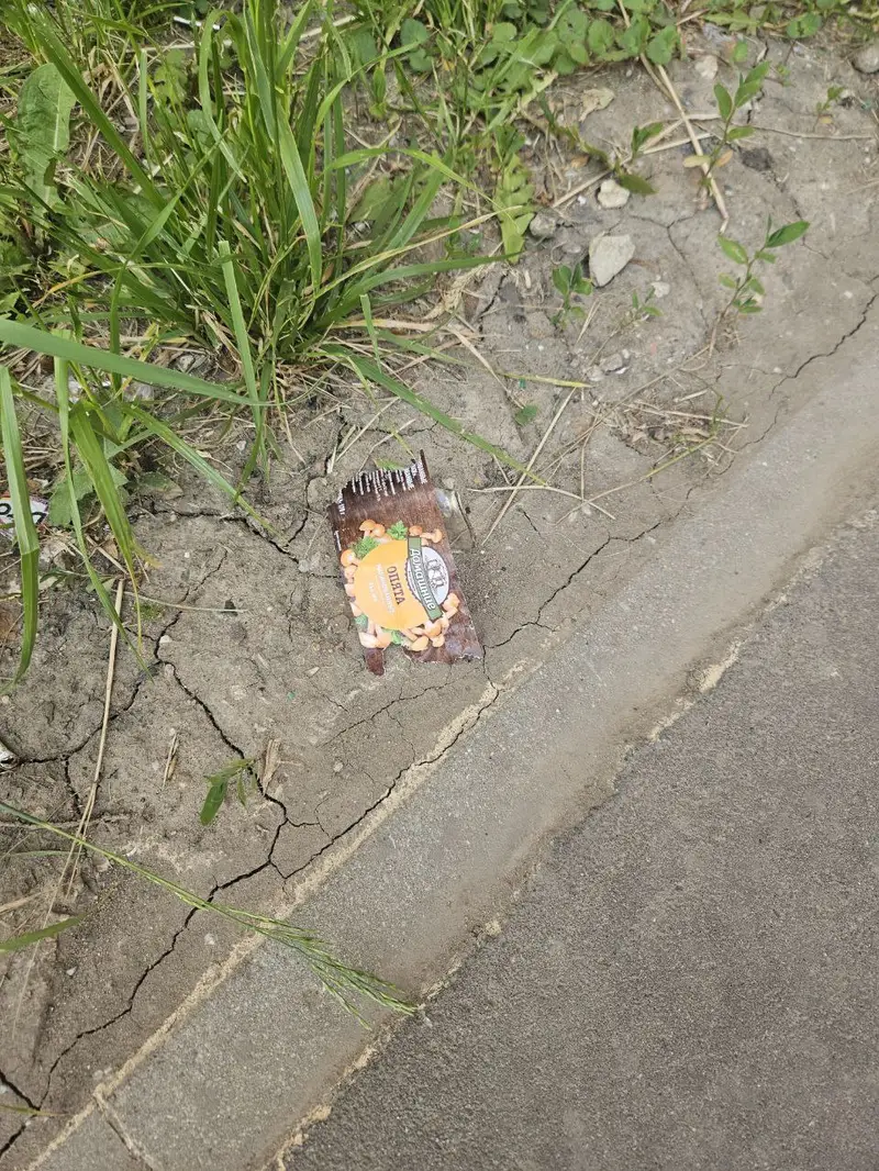 Домашние опята полетели из окна в Солнцево Парк