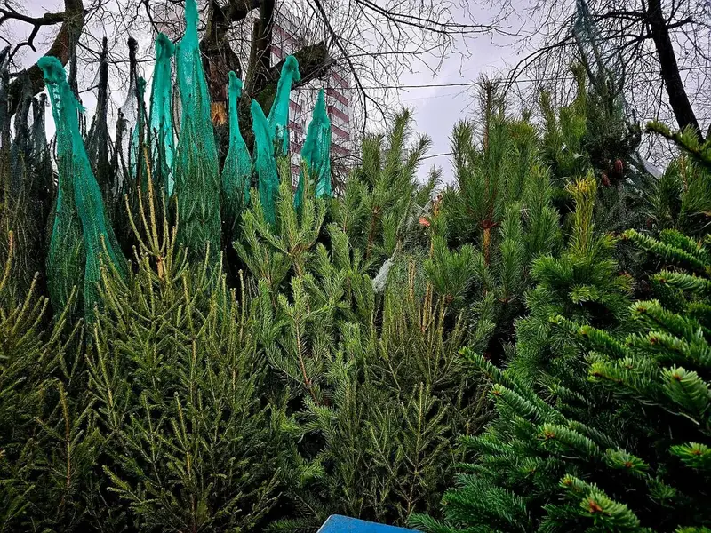 Все официальные Ёлочные базары в Ново-Переделкино и Солнцево