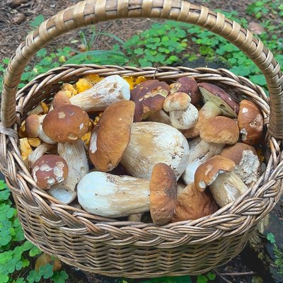 Грибы из Переделкино в корзинке
