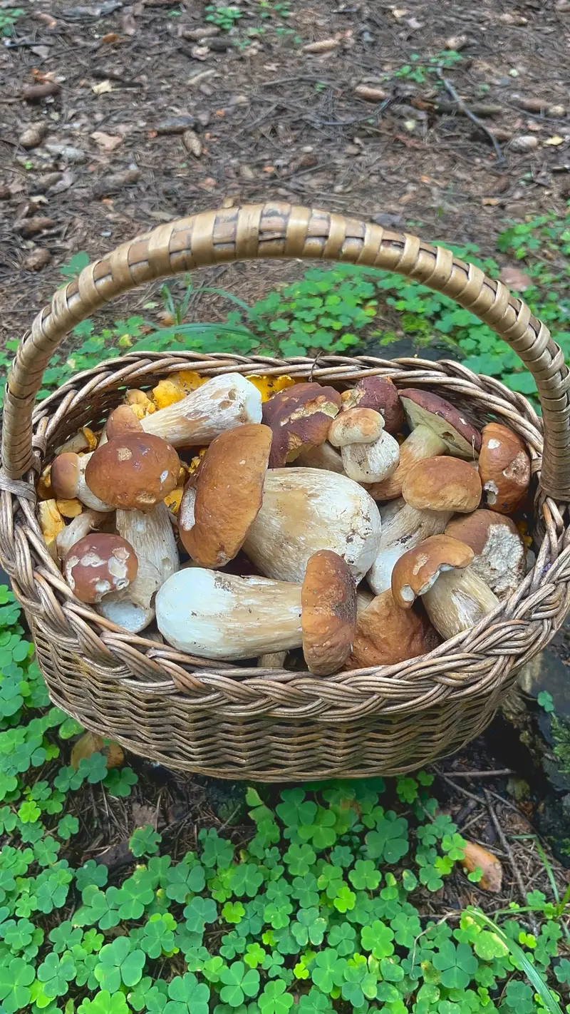 Грибы из Переделкино в корзинке