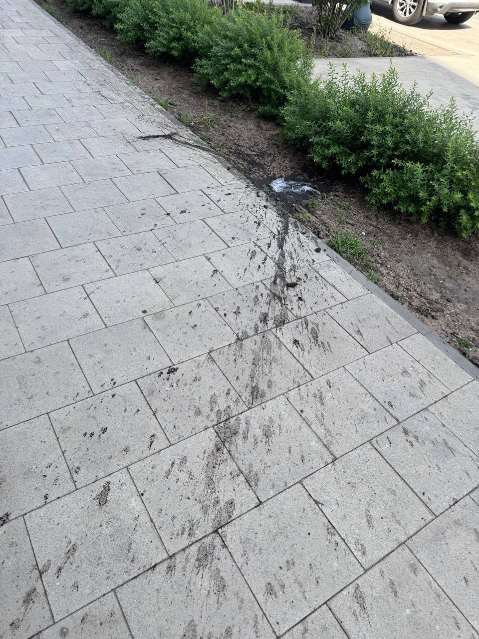 Капитошка в Румянцево парк - упала