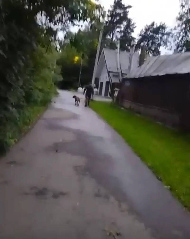 Уголовное дело на хозяина собак из Переделкино направлено в суд