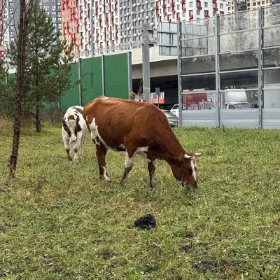 Коровы в Рассказовке