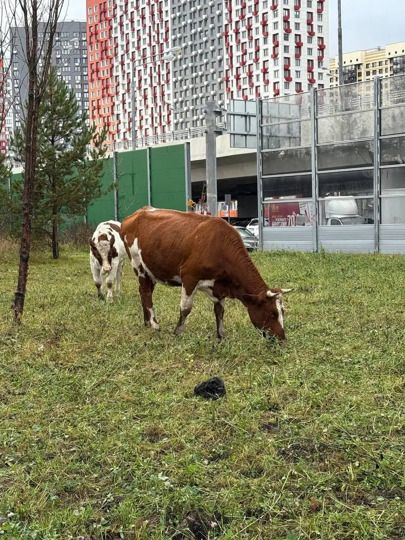 Коровы вернулись в Рассказовку. Но другие