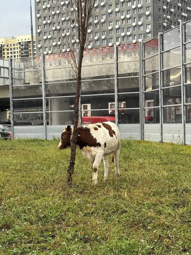 Коровы в Рассказовке - теленок