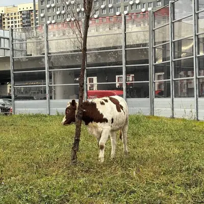 Коровы в Рассказовке - теленок