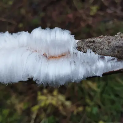 Ледяные волосы в парке Московского - 3 мкр