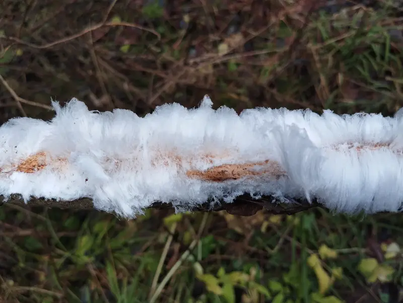 Ледяные волосы в парке Московского