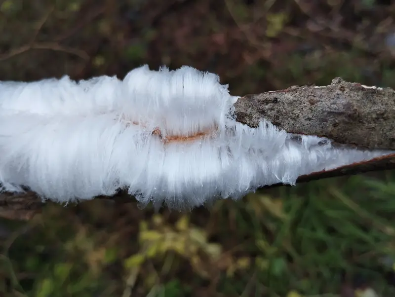 Ледяные волосы заметили в Московском