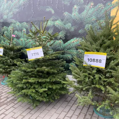 Цены на деревья в ЛП - 1