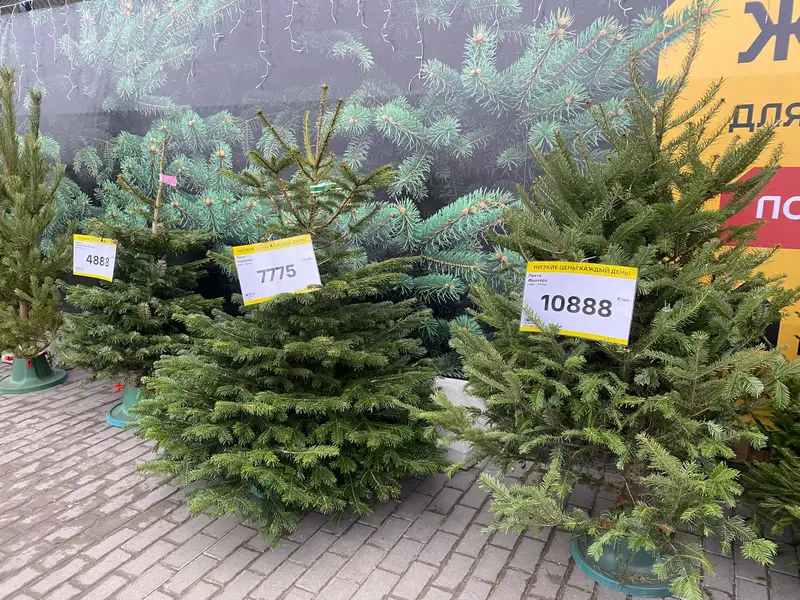 Цены на деревья в ЛП - 1