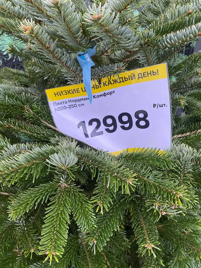 Цены на деревья в ЛП - 2