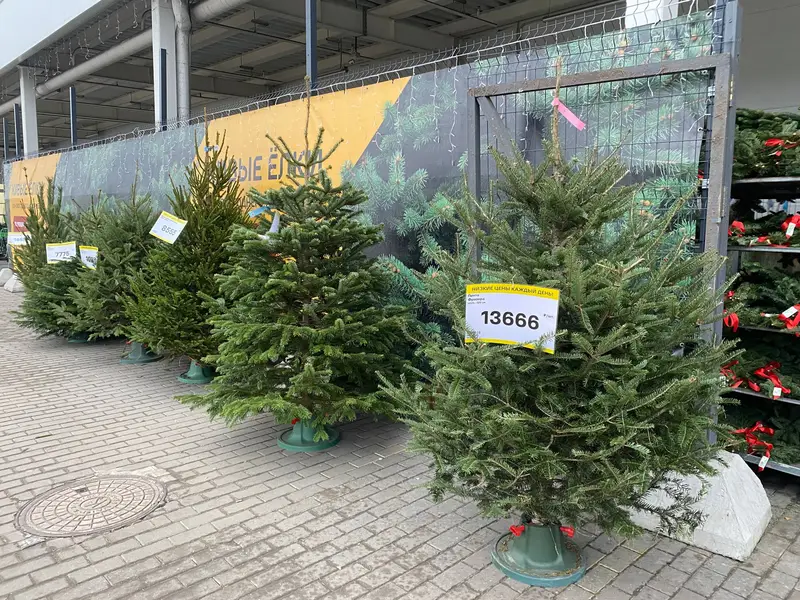 Цены на деревья в ЛП - 3