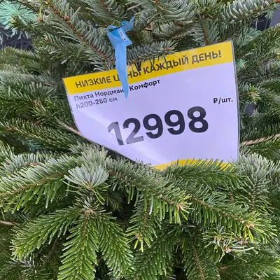 Цены на деревья в ЛП - 2