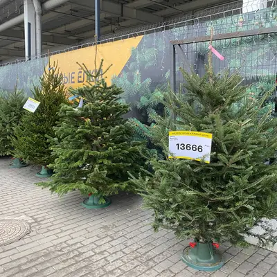 Цены на деревья в ЛП - 3