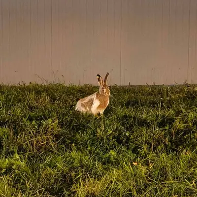 Заяц на ул Федосьино