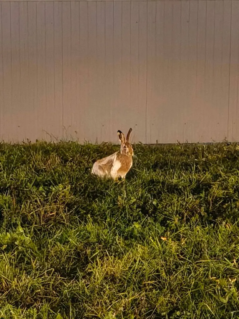 Заяц на ул Федосьино