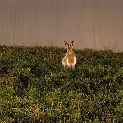Заяц на ул Федосьино фоткается
