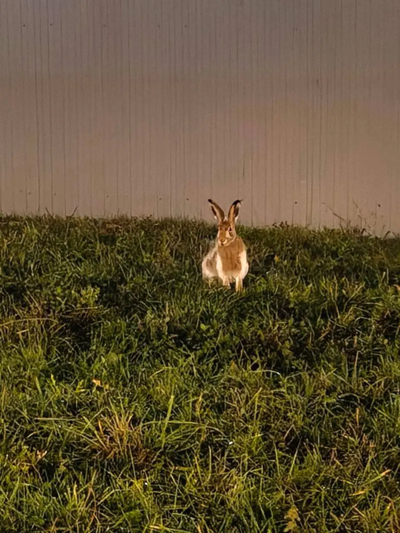 Зайца снова заметили в Ново-Переделкино